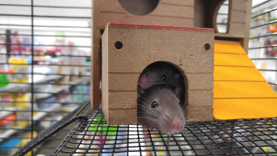A rat inside the cage