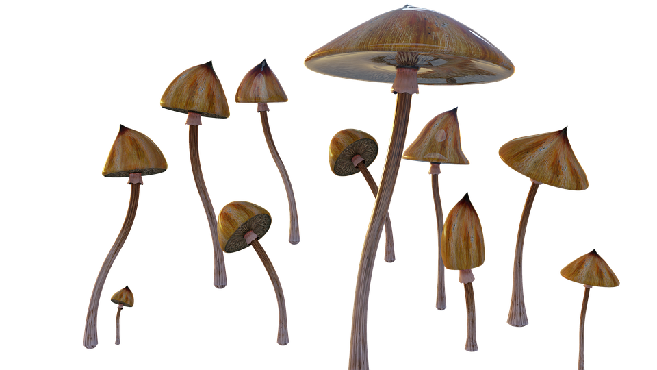 magic mushroom